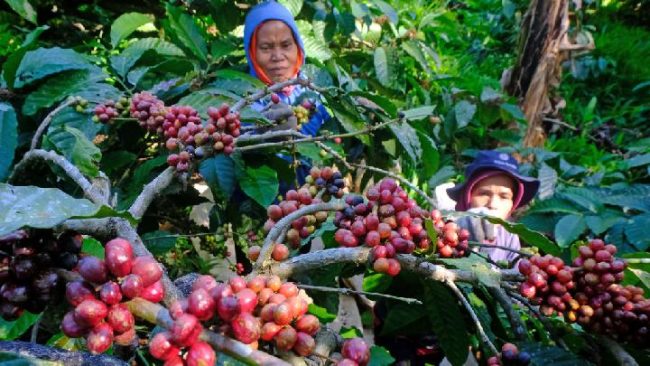 5 Plantation Products Exported from Indonesia