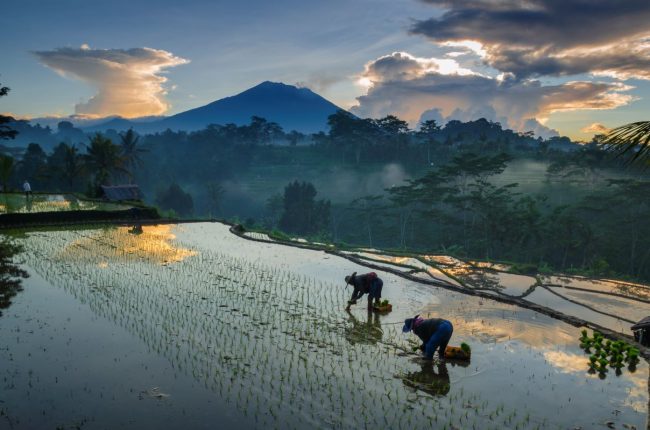 Discover the Key Commodities When You Import Agricultural Goods Indonesia